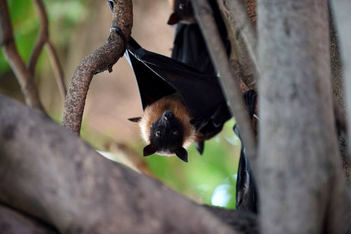 Coronaviruses have been evolving in bats for thousands or millions of years