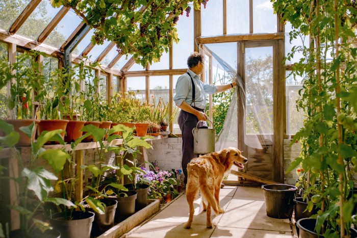 Don in his greenhouse with his golden retriever, Nellie
