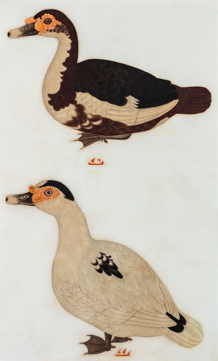 Watercolour of two ducks