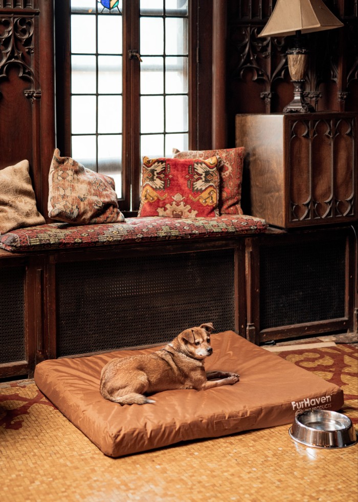 Dumpling makes himself comfortable at the Chicago Athletic Association Hotel