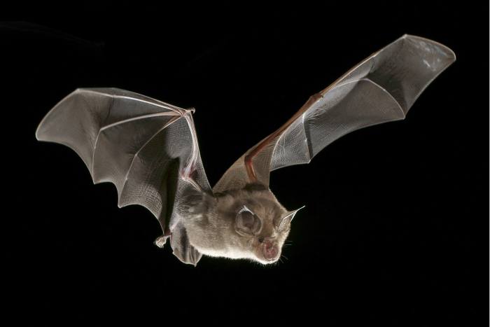 A horseshoe bat – the kind that may well have acted as a reservoir host for Sars-Cov-2 before it crossed into humans