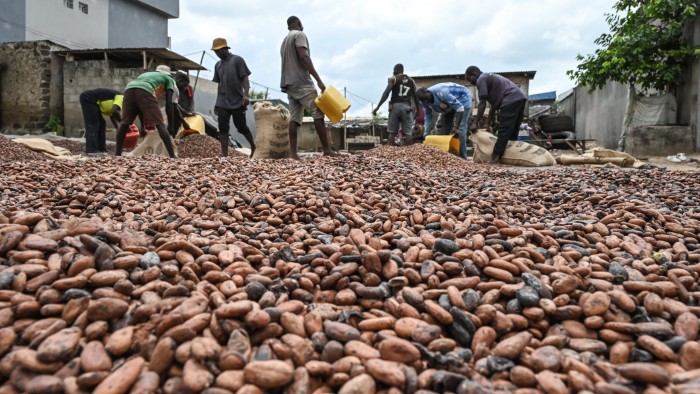 Workers collect dry cocoa beans