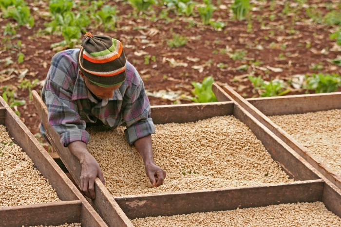 A farmer inspecting some grains in his farm