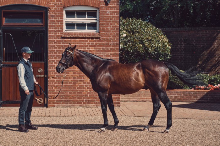 Juddmonte stallion Oasis Dream with stallion man Elliot Body; he is Europe’s leading Group 1 sprint sire