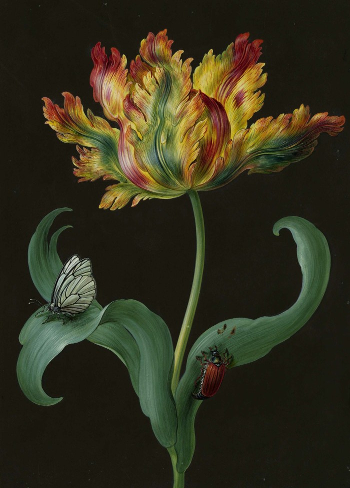 Tulip with Butterfly and June Bug by Barbara Regina Dietzsch