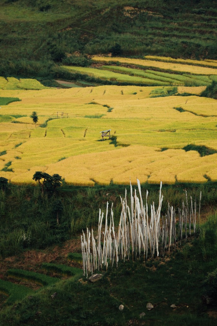 Fields in Punakha
