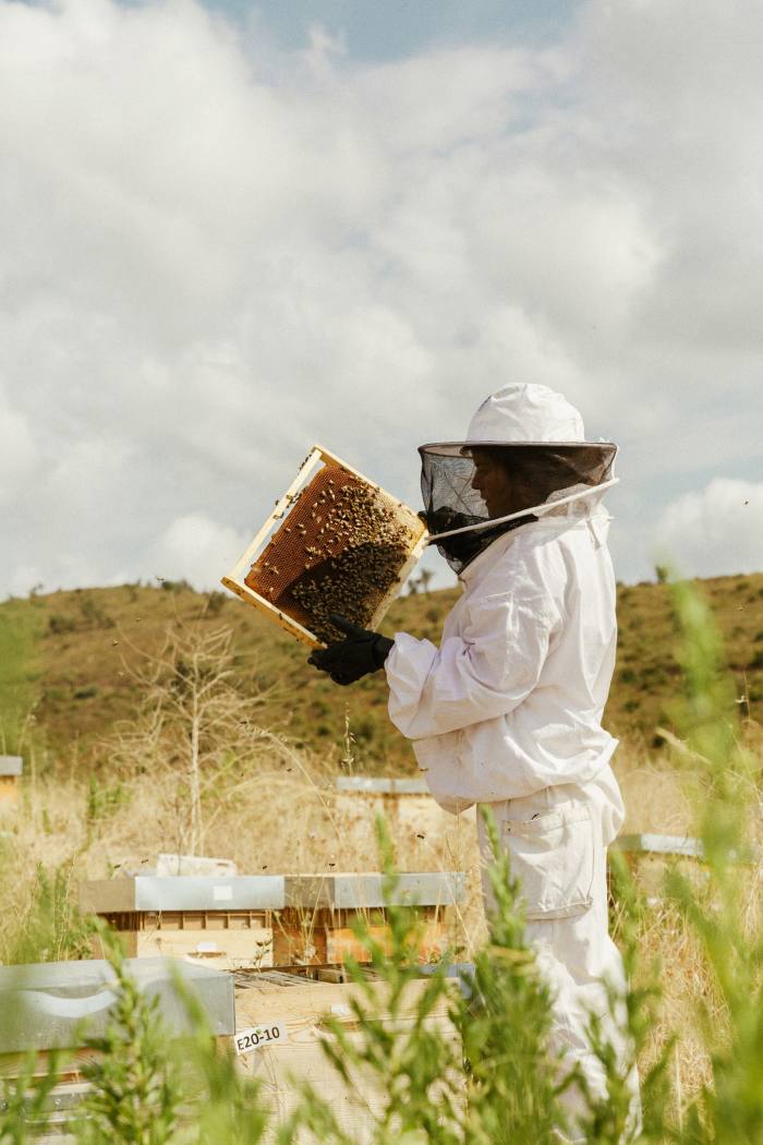 An OFA beekeeper inspects one of the 150 hives on the estate 
