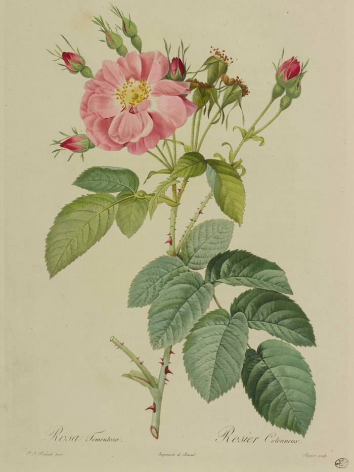 Rosa tomentosa by Pierre-Joseph Redouté and Claude Antoine Thory