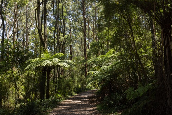 Wide paths in the forest are flanked by mountain ash and tree ferns 