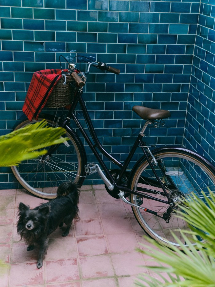 Sion’s long-haired chihuahua Tony beside her Dawes Cambridge bike; the tartan dog blanket is from Birley homewares collection