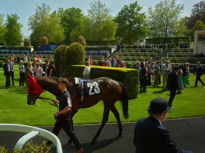 Horses are walked around the Parade Ring