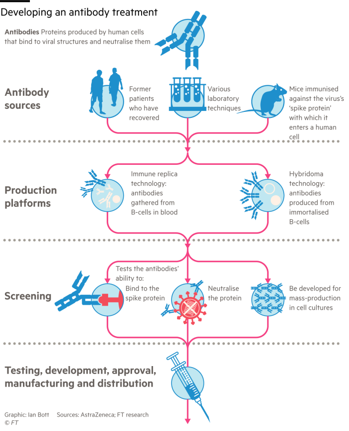 Information graphic describing a possible process for developing a coronavirus antibody treatment