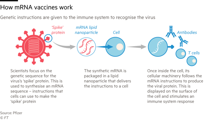 Infographic explaining how mRNA vaccines work