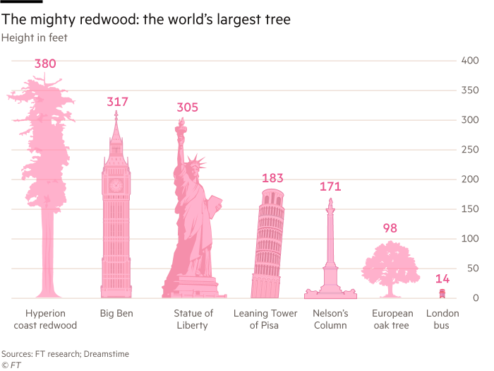 Graphic showing the comparative size of the world's largest tree, Hyperion, a coast redwood tree in California against some of the world's most famous buildings/monuments.