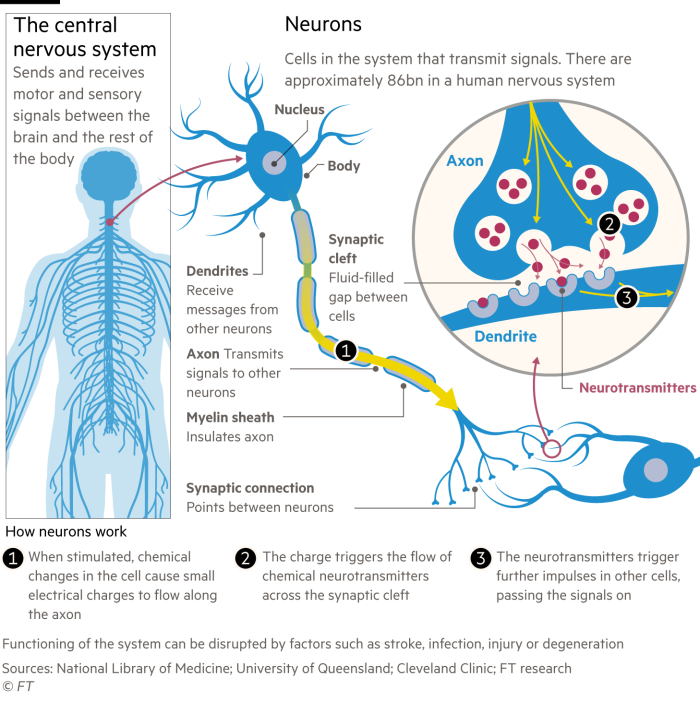 Diagram explaining the basics of the human central nervous system and nerve cells