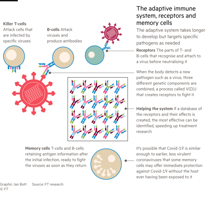 Infographic looking at the ways elements of the adaptive immune system fight Covid-19 and how medical research might help