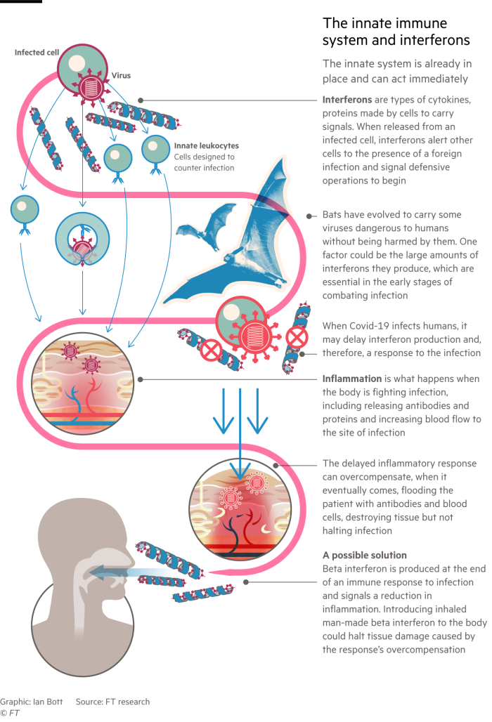 Infographic looking at the role of interferons in the innate immune system and how Covid-19 disrupts them 