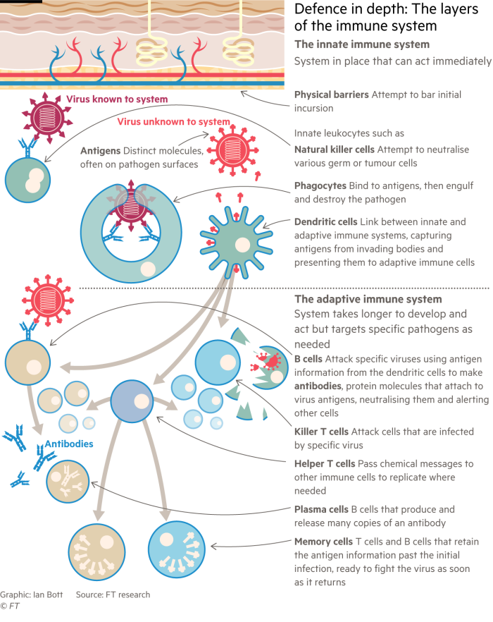 Information graphic showing the layers of defences that battle infections in the human immune system