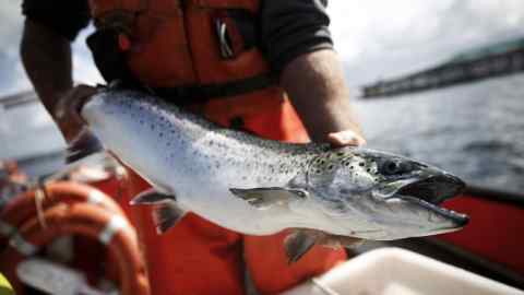 An employee holds a salmon at The Scottish Salmon Company Ltd.'s marine fishery on East Loch Roug near Stornoway, on the Isle of Lewis, U.K., on Thursday, Aug. 7, 2014. Scotland should adopt its own currency if it becomes independent following the Sept. 18 referendum, as the nationalists' plan to keep the pound could prove too costly, according to the National Institute for Economic and Social Research. Photographer: Simon Dawson/Bloomberg