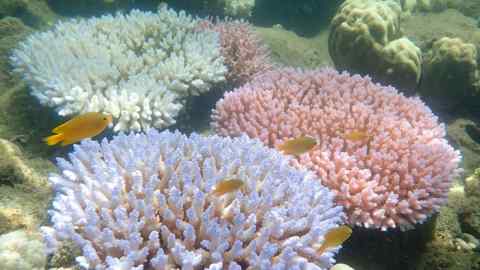 An undated handout photo received from ARC Centre of Excellence for Coral Reef Studies on April 19, 2018 shows a mass bleaching event on a coral reef at Orpheus Island on Australia's Great Barrier Reef. The Great Barrier Reef suffered a &quot;catastrophic die-off&quot; of coral during an extended heatwave in 2016, threatening a broader range of reef life than previously feared, a report revealed on April 19, 2018. / AFP PHOTO / ARC Centre of Excellence for Cor / GREG TORDAGREG TORDA/AFP/Getty Images