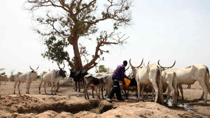 A Fulani herdsman water his cattle on a dusty plain between Malkohi and Yola town on May 7, 2015. AFP PHOTO/EMMANUEL AREWA        (Photo credit should read EMMANUEL AREWA/AFP/Getty Images)