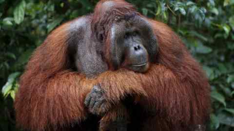 A male orangutan waits at a feeding station at Camp Leakey in Tanjung Puting National Park in Central Kalimantan province, Indonesia June 15, 2015. Deforestation is the primary threat to the orangutan, a species of great ape known for its intelligence. The United Nations predicts that orangutans will be virtually eliminated in the wild within two decades if current deforestation trends continue. Picture taken June 15, 2015. REUTERS/Darren Whiteside TPX IMAGES OF THE DAY - GF10000132851