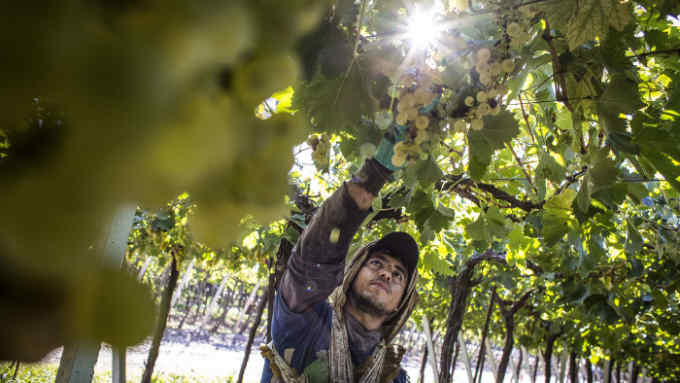 A worker picks white wine grapes at the Bodega Santa Julia Finca Maipu vineyard in Mendoza, Argentina, on Tuesday, March 23, 2017. The Argentine wine industry is fifth worldwide in production and eighth in wine consumption. Photographer: Sarah Pabst/Bloomberg