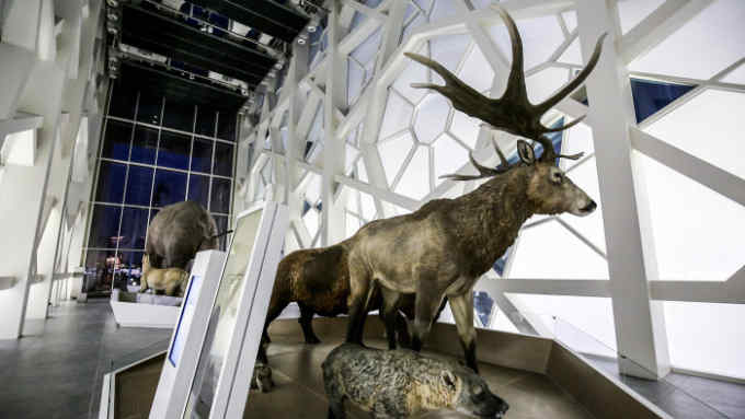 Animals are seen at the extinct animal section at the Sheikh Abdullah al-Salem Cultural Centre as they prepare for its official opening, in Kuwait City on March 13, 2018. The centre is one of the worlds largest cultural complexes housing a total of 22 galleries with over 1,100 exhibits. The complex offers a Natural History Museum, Science and Technology Museum, a Fine Arts Centre, Arabic Islamic Science Museum, Space Museum, and Theatre. / AFP PHOTO / YASSER AL-ZAYYAT (Photo credit should read YASSER AL-ZAYYAT/AFP/Getty Images)