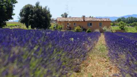 Provence France lavender