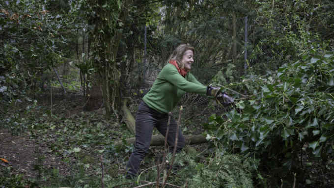 Jane Owen removing an ivy-covered Pyracantha which had blown down © Howard Sooley for the FT