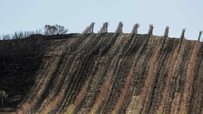 In this photo taken Monday, Oct. 30, 2017, a partially burned vineyard is seen along Highway 121 in Sonoma, Calif. The impact last month's wildfires had on the wine industry was minimal overall, but many face challenges making up for losses sustained during closures at the busiest time of year and now convincing people to revisit. (AP Photo/Eric Risberg)