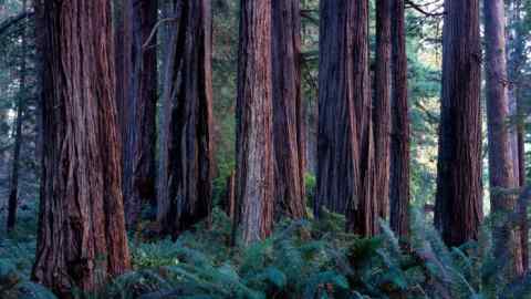 AMAJTG redwood trees (Sequoia sempervirens), Pine Creek Redwoods State Park, California USA
