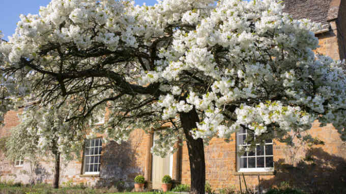 DYBFW9 Prunus Tai-Haku. Great White Cherry tree in blossom in front of a stone house in Adderbury, Oxfordshire, England
