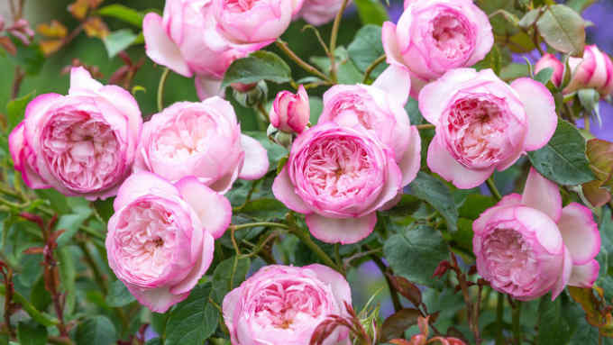 Austulliver ‘The Mill on the Floss’ Potted Rose GOT
£27
This year David Austin will be presenting several new roses of which I find Mill on the Floss the most beguiling. It has the old-fashioned charm of Rosa ‘Raubritter’ with pretty trusses of well-shaped cupped flowers in strong pink. There is a painterly dash of deeper crimson to the edge of the petals and a sweet fragrance.
davidaustinroses.co.uk/
hyperlink https://www.davidaustinroses.co.uk/the-mill-on-the-floss