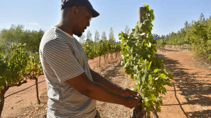Mphumi Ndlangisa of Magna Carta wines