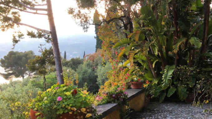 Villa Boccanegra, Italy. East terrace with Agathis robusta (C) Felice Piacenza
