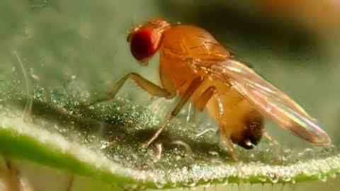 spotted wing drosophila, a fruit fly pest that might be a target for GM insect techology.