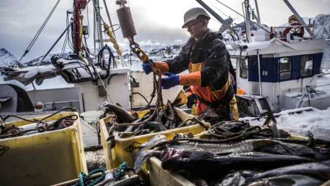 Skrei Cod Fishing in the Arctic, Norway, Europe