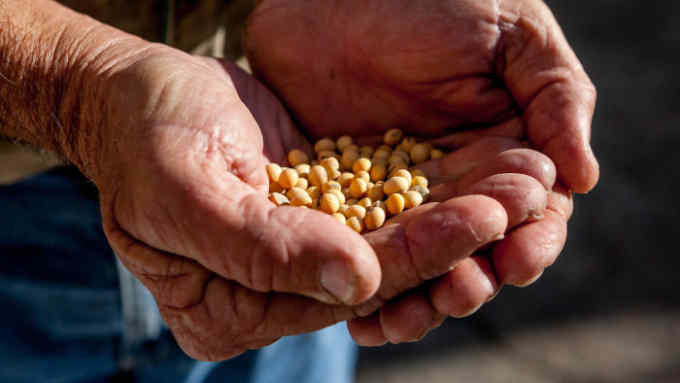 Maringouin, LA - December 4, 2018. Curtis Engemann holds a handful of this season's stored soybeans at Engemann Farms. The facility's on site storage capacity has helped mitigate the impact of China-imposed soybean tarriffs.