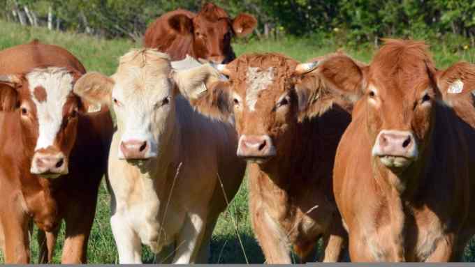 The EU and US have conflicting rules on beef