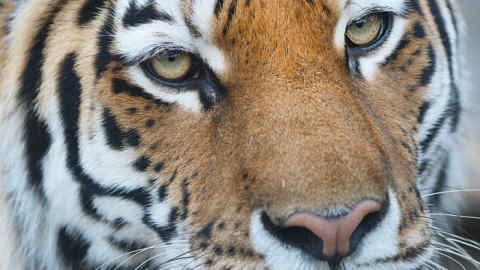 Naya - Amur Tiger at Whipsnade (c)ZSL