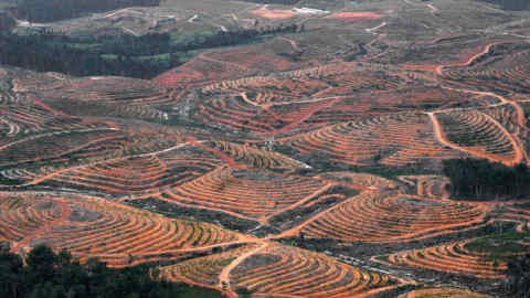 Filling a gap: palm oil cultivation is subject to ‘soft-law’ standards in some cases