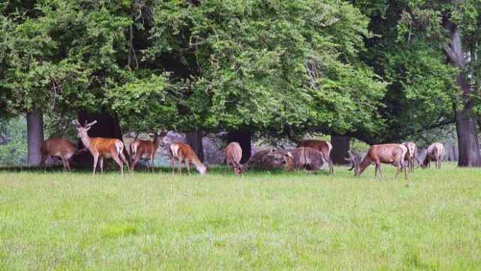 Deer grazing beneath trees in Windsor Great Park