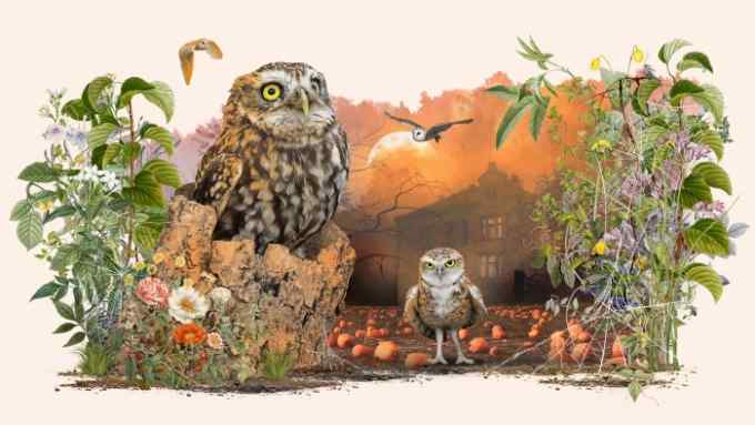 Illustration of owls