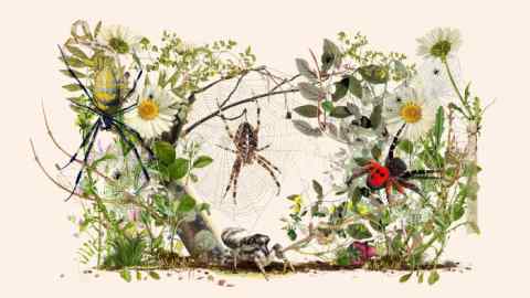 An illustration showing various types of spider among plants and flowers