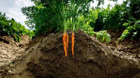 Carrots freshly exposed in soil in farmer’s field