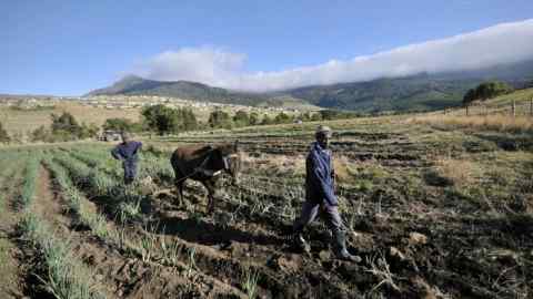 Eastern Cape’s farmers have little collateral with which to access finance