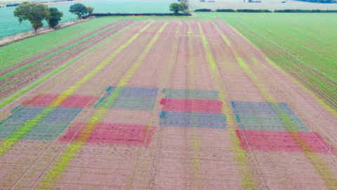 Aerial view of a sugar beet field, with squares dyed blue and red to deter aphids
