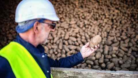 An employee holds a potato at a factory