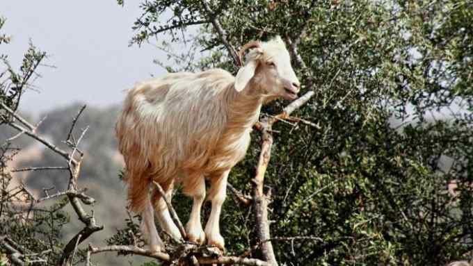 A white goat with horns stands on a tree branch